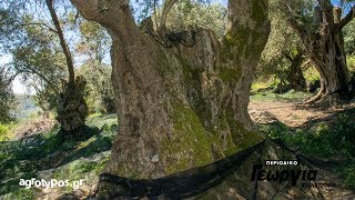 Premium ελαιόλαδο από την ποικιλία ελιάς, Τσουνάτη