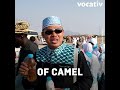 Stop Drinking Camel Urine, World Health Organization Says