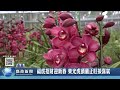 福虎招財迎新春 東光虎頭蘭正旺接喜氣｜南投縣政新聞 2022.01.26