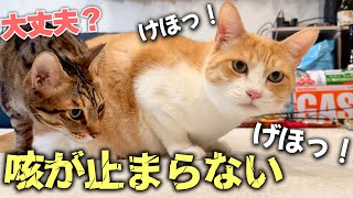 急に咳が止まらなくなってしまった猫を心配して兄猫が駆け寄ってきました…