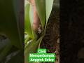 Cara Memperbanyak Anggrek Selop #anggrek #orchid