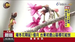 暖冬花期延1個月台東初鹿山區櫻花綻放