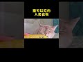 猫可以吃的几种人类食物 猫 萌宠 涨知识 科普 涨知识 健康科普 科普知识 冷知识 科普达人 百科 奇葩冷知识 健康