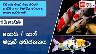 කොයි/කාෆ් මසුන් අභිජනනය