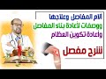 آلام المفاصل🍃  وعلاجها🍃 ووصفات لأعادة🍃 بناء المفاصل🍃 وأعادة تكوين العظام 🍃شرح مفصل