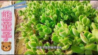 看这些熊童子多肉植物，在黄土地上蹭蹭长，在家里如何养好呢？