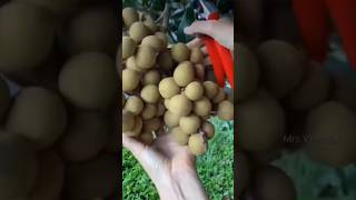 നിങ്ങൾക്കറിയാമോ ഈ Fruits😯 #shorts #trending #ytshorts