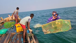 கூண்டு வைத்து பிடித்த அதிக கிளி மீன்கள் Most caged parrotfish