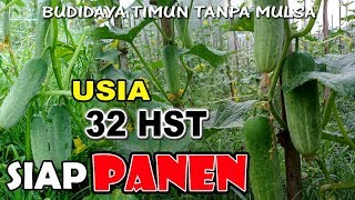 Budidaya Timun, Umur 32 HST Sudah Siap Panen [Budidaya Timun Tanpa Mulsa] #GoGreen #116