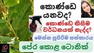 පේර කොළ ටොනික් | Guava Leaf Hair Tonic | Pera kola walin konde wawamu #guavaleaves #hairtonic