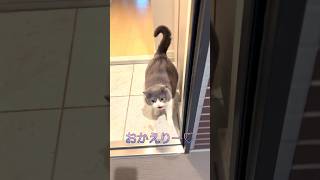 【お出迎え猫】259日目🐯「まるの順風耳はすごいにゃん♡」#猫のいる暮らし #お出迎え猫