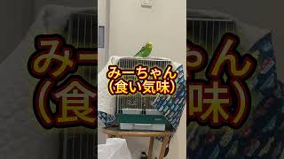 自己愛にあふれるインコ　 #セキセイインコ　＃可愛い　＃ペット　＃しゃべる