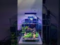 Nano betta tank full view