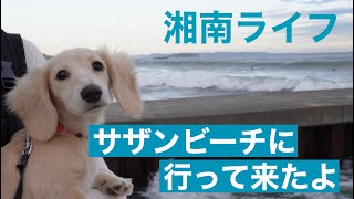 ミニチュアダックスフンド仔犬の成長　茅ヶ崎サザンビーチに行ってきたよ