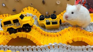 Hamster Escapes Room Maze [OBSTACLE COURSE] Prison Maze