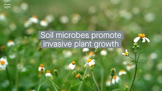 Invasive plants alter the soil microbial community over time, which could enhance their spread