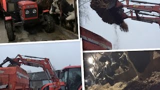 ☆ Jesień 2015 ☆ Mieszanie paszy dla bydła ! ( Zetor 7011, Zetor Proxima 85 )  ㋡