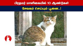 பிரதமர் மாளிகையில் 10 ஆண்டுகள் சேவகம் செய்யும் பூனை..!- Tamil Voice