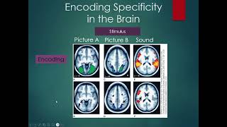 Ch 7 2 Encoding specificity