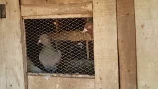 Releasing Rock Pigeons From A Small Dovecote