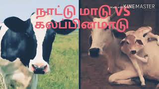 நாட்டு மாடு Vs கலப்பு வகை மாடு