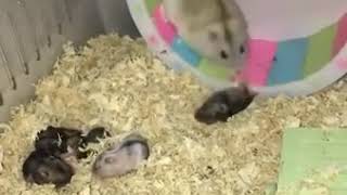 Hamster mom beeing a jerk