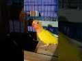 lutino Fischeri split red eyes|love birds|breeding season|2022