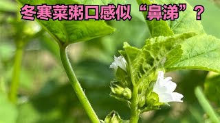 明清之前百菜之主冬寒菜为什么现在少见？冬葵粥口感似“鼻涕”？