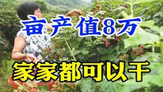 农村又一新型暴利种植，亩产2500斤，亩产值8万，家家都能干