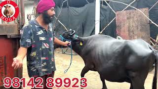 3 ਤੋਕੜ-ਗੱਬਣ ਮੱਝਾਂ -1 ਤਾਜ਼ੀ ਸੂਈ ਮੱਝ -4 buffalo (1-8-2024)