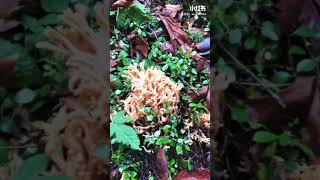 Beautiful Coral Fungi Mushroom珊瑚菌 野生菌 Wild Mushroom Vancouver Island, BC