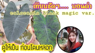 บอนแบล็คเมจิกกลาย vs แบล็คเมจิกดำ ดูแบบไหน | Ivy ying sang