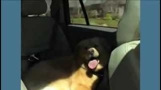 Kurgo Auto Zip Line Dog Car Harness: Keeping your Dog Safe | Keep Doggie Safe