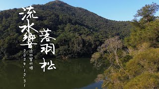 換個角度看 粉嶺流水響落羽松 航拍 4K