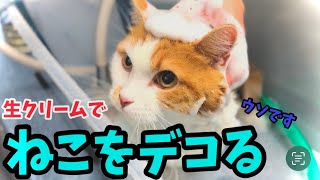 今年最後の桃尻トライアル【短足マンチカン】