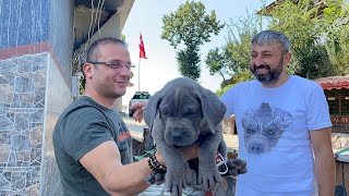 CANE CORSO YAVRUMUZ GELİN OLMUŞ