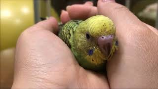 セキセイインコ雛手乗りピース♪多頭(複数)飼いオパーリンとルチノーBaby budgie