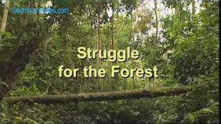 Struggle for the Forests - the Kubu, Sumatra STREAM https://vimeo.com/ondemand/thehamar