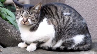 [野良猫]眠そうな顔で見つめてくるキジ白猫が可愛すぎる！[straycat]The cat staring at me with a sleepy face is cute!