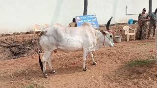 கோபம் கொண்ட காளை மாடு | வெள்ளை பசு மாடு | Rare White Cow With Beautiful Horns | அழகான கொம்பு மாடு