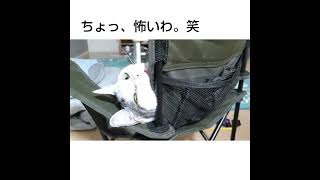 首ー。笑  ホラー映画。笑 #オス猫 #愛猫 #家猫 #でぶ猫#猫