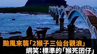 快新聞／傻眼！颱風來襲「2猴子三仙台觀浪」　網笑：標準的「猴死囝仔」－民視新聞