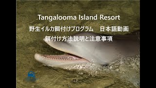 タンガルーマ野生イルカ餌付けプログラム餌付け方法と注意事項・日本語字幕動画