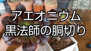 アエオニウム 黒法師の胴切り