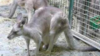 カンガルーの赤ちゃん3（Grey Kangaroo`s baby）