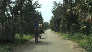 伊江島馬散歩　Iejima horse trek