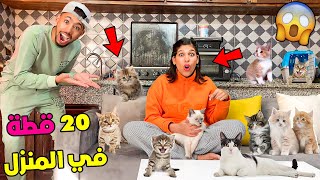 فآجأت زوجتي بعشرين(20)قطة في المنزل 🐈😲هجموا عليها😂…?
