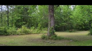 Tulip Poplar Tree #short #honeybees #beekeeper #beekeeping