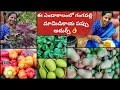 మిద్దె తోటలో వాటర్ ఆపిల్స్🍎,గంగవల్లి మామిడి కాయ పప్పు సూపర్ 👌#terracegarden #harvest #fruits