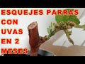 Esquejes de Parras con Raices y Uvas en 2 meses, Reproducir Parras - VIVIR EN EL CAMPO